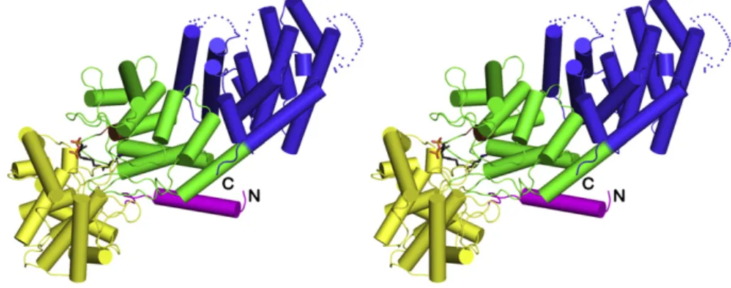 Fig. 2. Overall structure of the CPS-1 complex color-coded as follows: α domain = blue; β domain = green; γ domain = yellow; N-terminal helix = magenta; DXDD general acid motif = brown