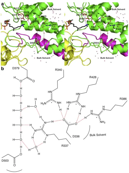 Fig. 4. (a) Cut-away view of the CPS active site showing solvent channels leading to general acid D379
