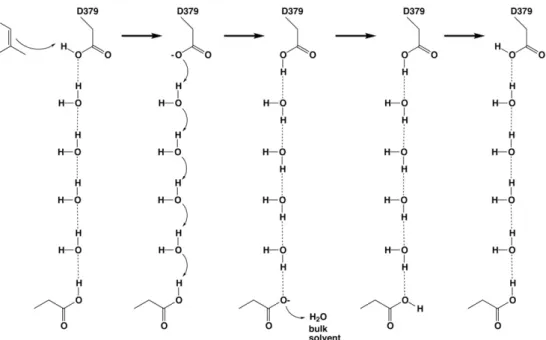 Fig. 5. General acid D379 could be reprotonated by Grotthuss diffusion of a proton across a 4-solvent“proton wire” in a polar channel leading to another aspartic acid serving as a proton shuttle to bulk solvent, such as D503 or D336; in order for D336 to s