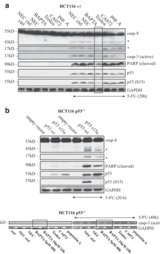Figure 3. Chelation of Ca 2þ interferes with p53 S15 phospho