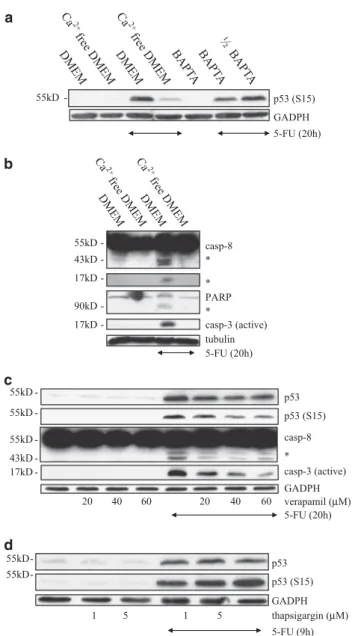 Figure 5. Influx of Ca 2 þ from extracellular sources, but not Ca 2þ
