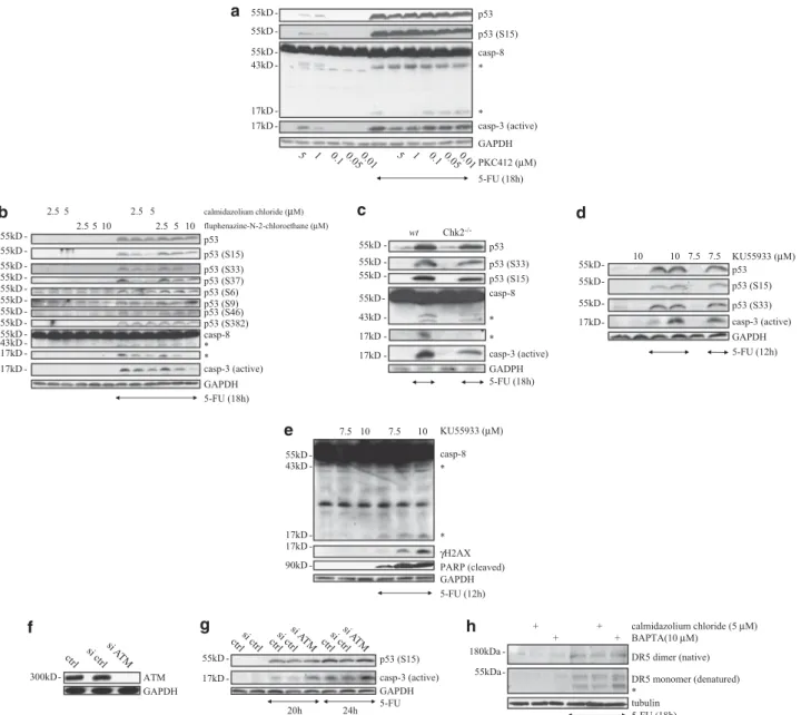 Figure 6. Two different chemical inhibitors targeting CaM, but neither inhibitors of protein kinase C nor ATM, nor Chk2 deficiency interferes