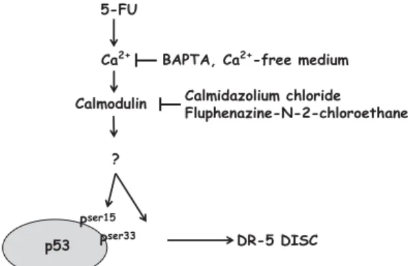 Figure 8. Schematic illustration of Ca 2 þ -regulated phospho activa-