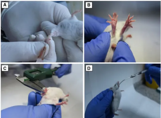 Fig. 1    a Inoculation of promas-