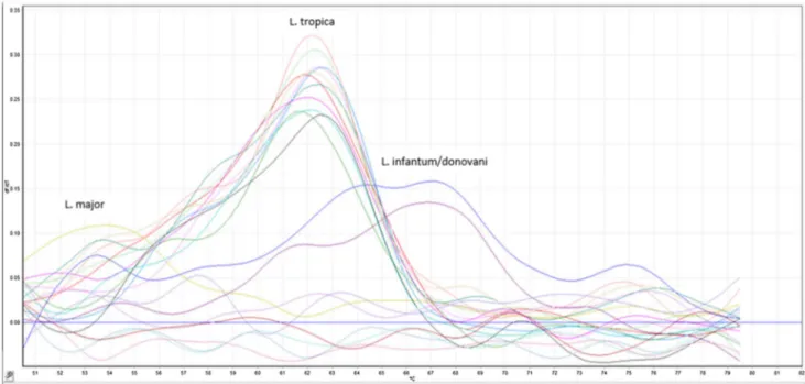 Fig. 3    Positive Real-time PCR melting curve analysis results of all the infected BALB/C mice after 24 weeks