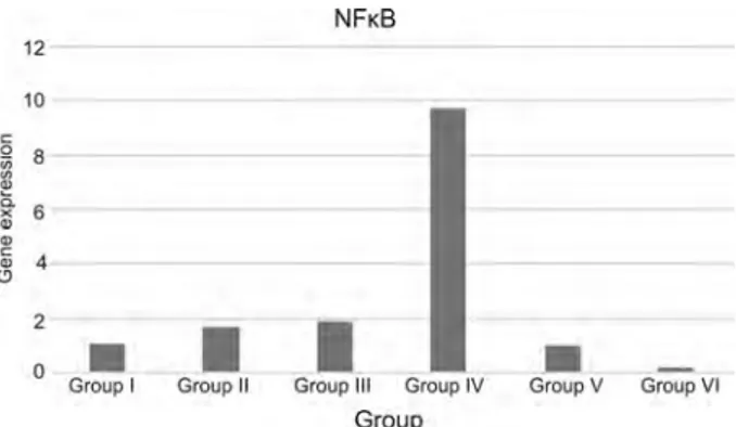Fig. 3. NFκB gene expression graph of groups (n = 7)