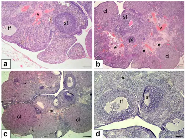 Fig. 2    Histopathological examination of ovaries. a Control group of  ovaries with normal morphology (hematoxylin and eosin, × 10  mag-nification); b MTX + saline group with stromal fibrosis of the ovary  (denoted with asterisk) (hematoxylin and eosin, ×