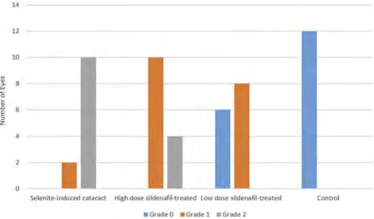 Figure 2. Morphological evaluation of cataract formation of isolated lenses in each group.