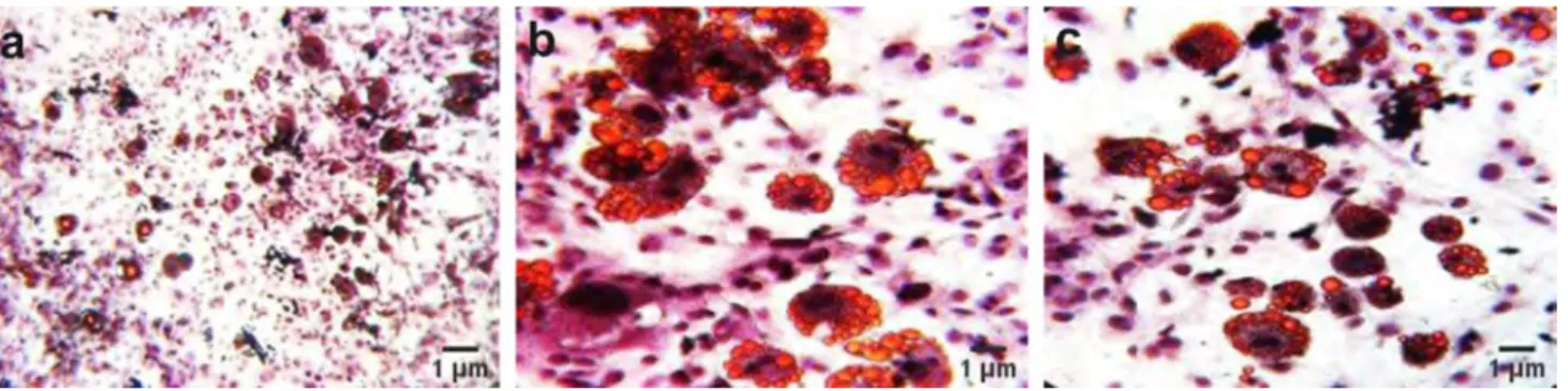 Fig. 1    Oil Red O Staining to determine the lipid accumulation in fully differentiated 3T3-L1 cells