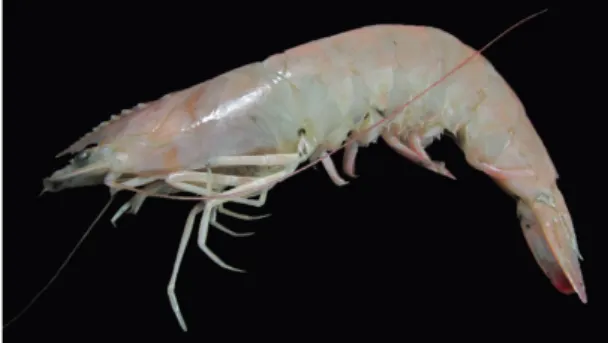 Fig. 8: The Northern brown shrimp Penaeus aztecus from the 