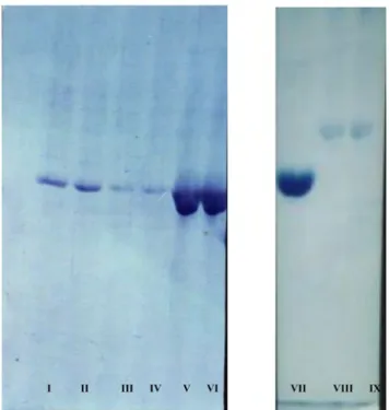 Fig. 1 Effect of pH on activity of carbonic anhydrase from bovine brain 024681012141618 0 10 20 30 40 50 60 70 80 Temperature ( o C)Activity