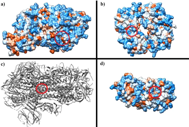 Fig 2. Best docking poses for tested proteins. Hydrophobicity surface representation of the best docking pose with D-GlcNAc for a) 6M0J, b) 6WKP, d)