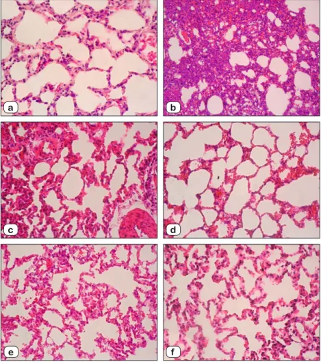 Fig. 1. Lung Tissue. Hematoxylin and Eosin (H&amp;E) stain, X 20 magnifi cation. a: Control  group, normal alveolar and interstitial structure, b: CLP group, c: CLP and 0.9 % NaCl group, d: CLP and 3 % NaCl group, e: CLP and Ringer Lactate group, f: CLP an