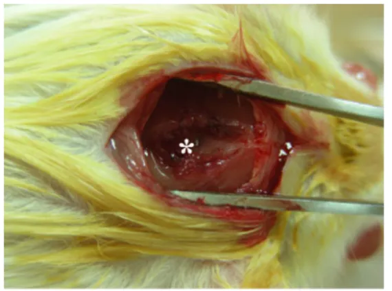 Fig. 1 Rat is placed in lateral decubitis position with the head flexed and atlantooccipital membrane (asterisk) is visualized after the  occip-ital muscle dissection