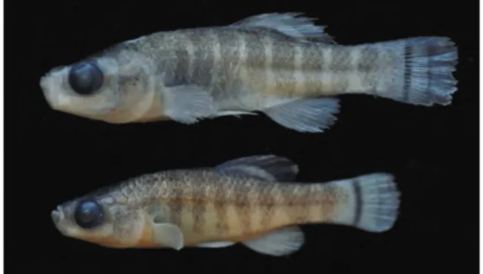 Fig. 4. Aphanius sureyanus  from Lake Burdur.