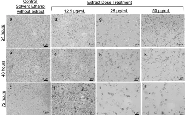 Fig. 1 Microscopic visualization and evaluation of changes in morphology and viability of 3T3-L1 cells treated with plain solvent or C