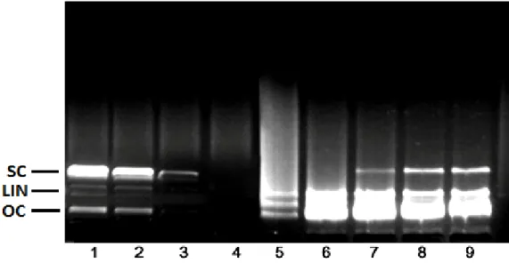 Figure 1.  Electrophoretic pattern of pBR322 plasmid DNA after treatment with UV and H 2 O 2  in the presence 