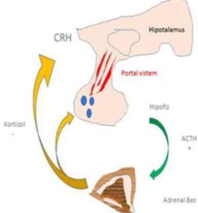 Şekil  3.  Hipotalamo-hipofizer-adrenal  bez  ekseninin 