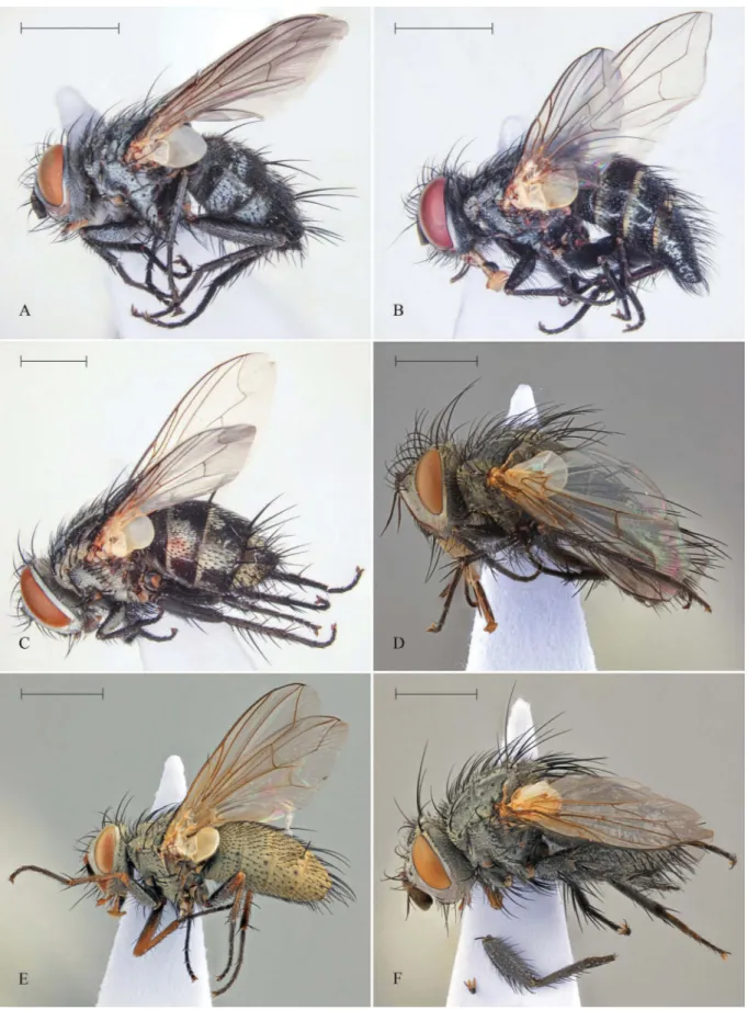 Figure 2. Several species of Turkish Tachinidae from the Muğla province. A, Ceracia mucronifera (♀); B, Erycesta caudigera (♀); C, Dolichocolon paradoxum (♀); D, Brachicheta petiolata (♂); E, Palmonia hermonensis (♀); F, Hypovoria pilibasis (♂)