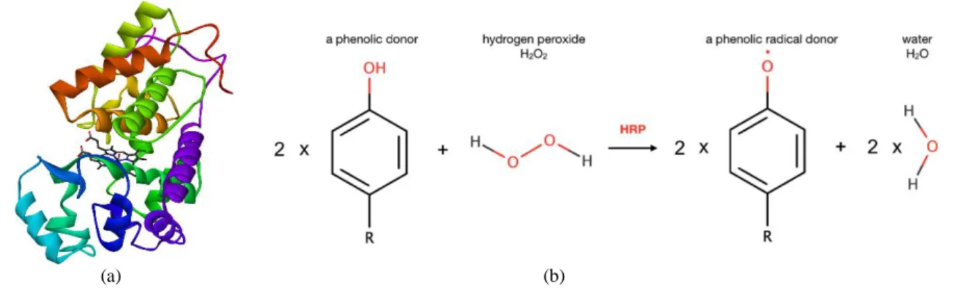 Figure 1. a) X-Ray modal and b) the oxidation of phenolic compaunds by the HRP enzyme 