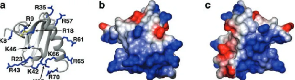 diagram of hLtn (Protein Data Bank code 1J9O) showing the location of a heparin binding surface