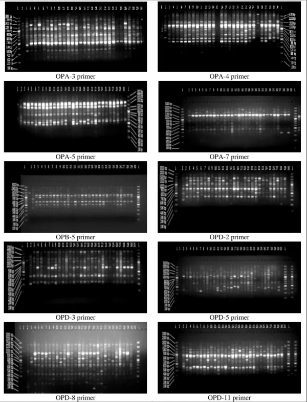 Figure 3. Agarose gel images of RAPD-PCR products obtained from drog leaf with primers 