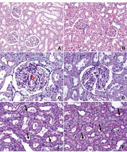 Figure 1. a) Control group: normal histological appearence of kidney tissue. H &amp; E
