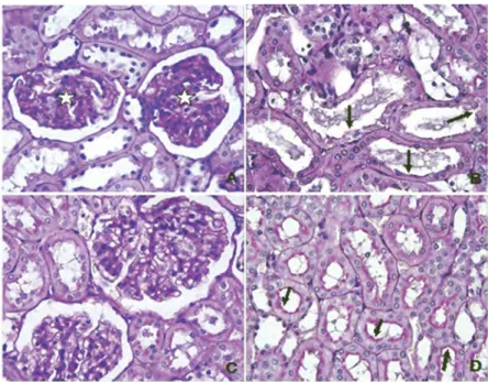 Table 3. Histopathological damage scores.