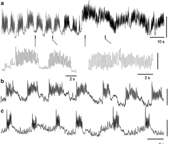 Figure 3. Tension recordings of the respiratory contractions from the dorsal region of the second or third abdominal segment of an immobilized honeybee