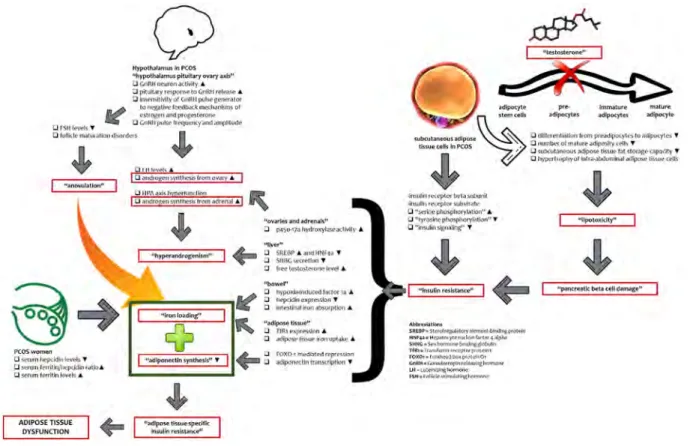 Fig. 1    The possible mechanism among metabolic conditions associated with PCOS, body iron accumulation, and adipose tissue dysfunction
