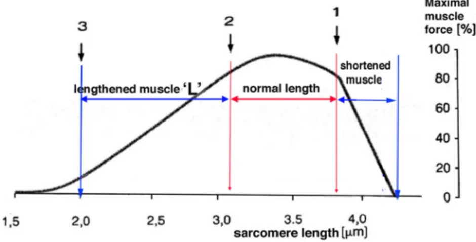 Fig. 5 Striated muscle contracts efficiently only over a finite length [ 5 ]. Maximal contractile force is at 2