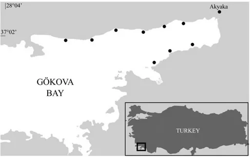 Fig. 1. Sampling locations of Siganus rivulatus from Gökova Bay, southern Aegean Sea (black points  indi-cate the sampling stations).