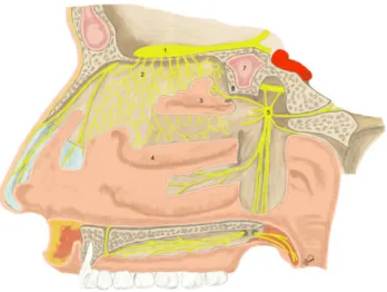 Fig. 4 Anatomical scheme of nasal cavity, innervation area of