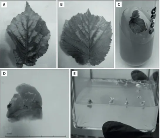 Fig. 1. Symptomatically infected leaves of Corylus avellana local cultivar “Palaz” with pale yellow to bright cream colored stains (A, B);  