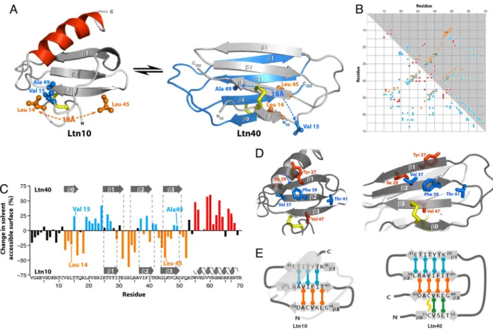 Fig. 3. Native Ltn exchanges between two unrelated structures. (A) Ltn10 7 Ltn40 interconversion alters all tertiary contacts