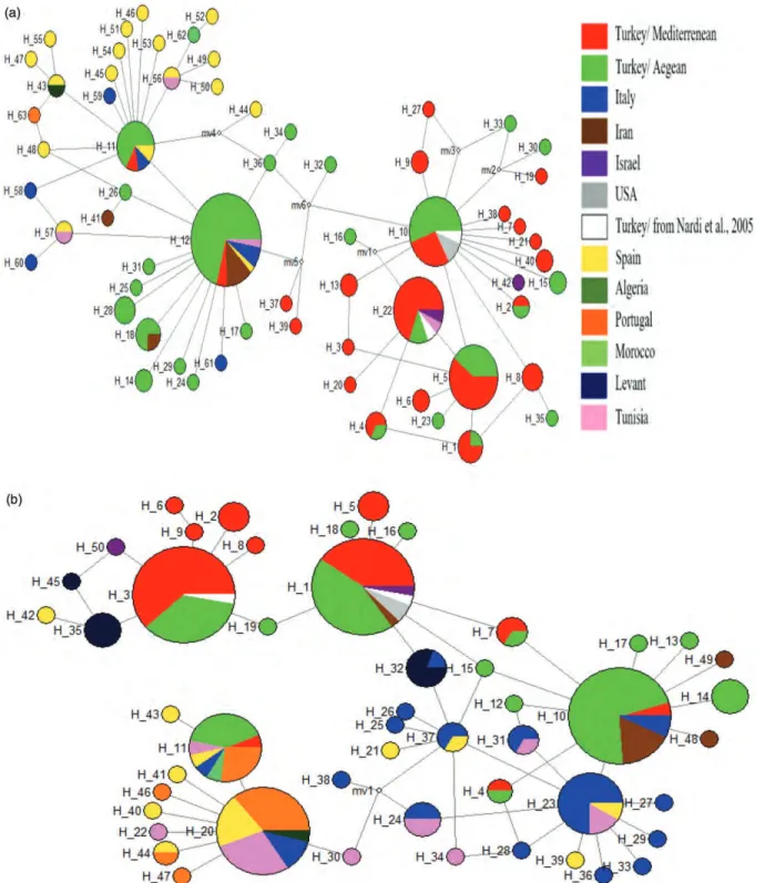 Figure 2. Mitochondrial haplotype networks for segment I (a), segment II (b) and segment I þ II (c) of olive fly populations