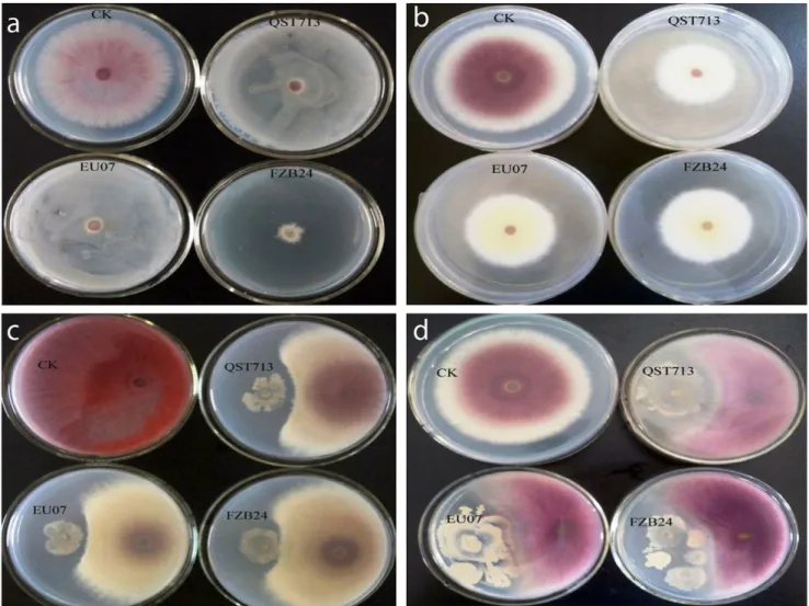 Figure 1. Antagonistic effect of three Bacillus strains in vitro . a) Three-layer agar assays: Upper to lower is FORL, Bacillus and PDA