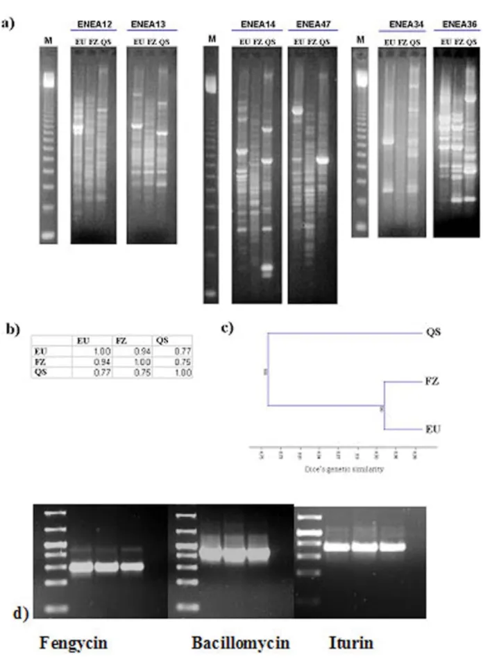 Figure 2. Molecular analysis of QST713, EU07 and FZB24, and their genetic comparison with antibotic genes in three strains