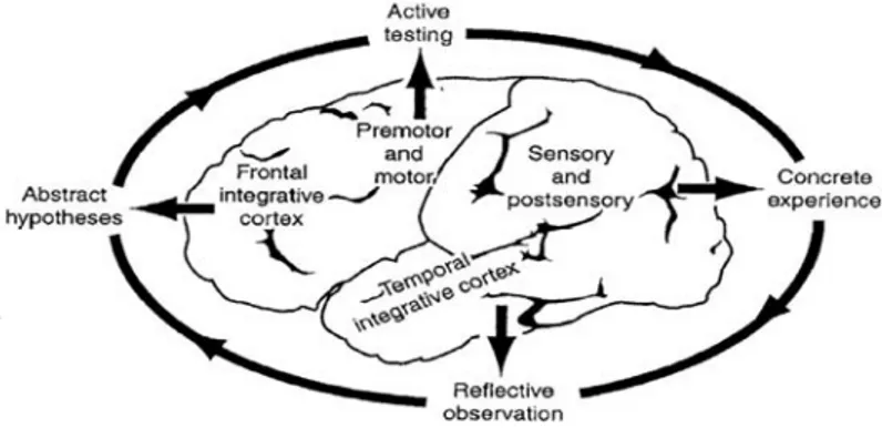 Figure 1.  The Experiential Learning Cycle and Regions of the Cerebral Cortex (Zull, 2002) Kolb’s learning cycle model accounts for students’ gaining internal  in-sights about their own learning preferences