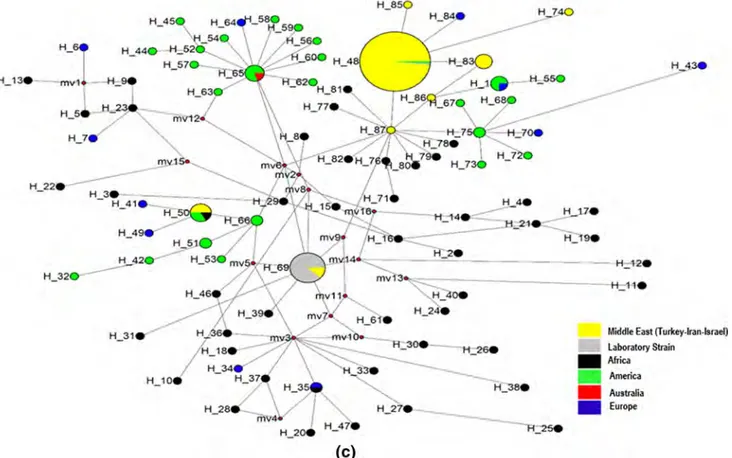 Figure 2. Mitochondrial haplotype networks for (a) segment I, (b) segment II and (c) 585-bp sequences of segment II of Mediter- Mediter-ranean fruit fly populations