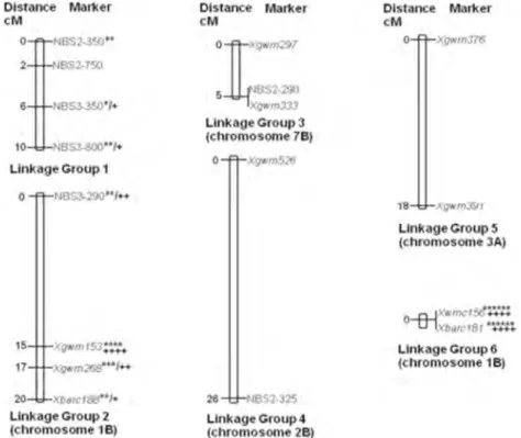 Figure 3. Linkage groups identiﬁed in the Kunduru-1149 x Cham-1 cross. Marker loci showing signiﬁcant associations with yellow rust resistance following a Kruskal–Wallis analyses (MapQTL, version 5.0 for Windows; Van Ooijen et al