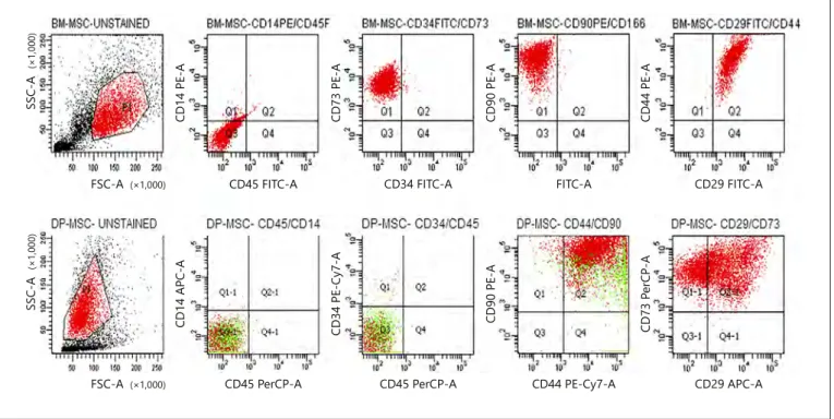 Fig. 1.  DP-MSCs and BM-MSCs were identified as MSCs according to their expression of surface receptors