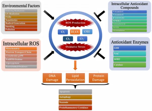 Figure 1. Oxidative stress and production of reactive oxygen species. Intracellular ROS and  environmental factors (exogenous ROS) initiates ROS production leading to oxidative stress which in  turn leads to DNA/lipid/protein degradation resulting in apopt