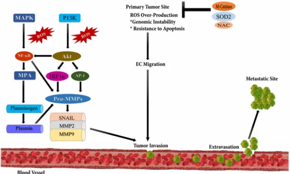 Figure 3. Reactive oxygen species and metastasis. High levels of reactive oxygen species leads to 