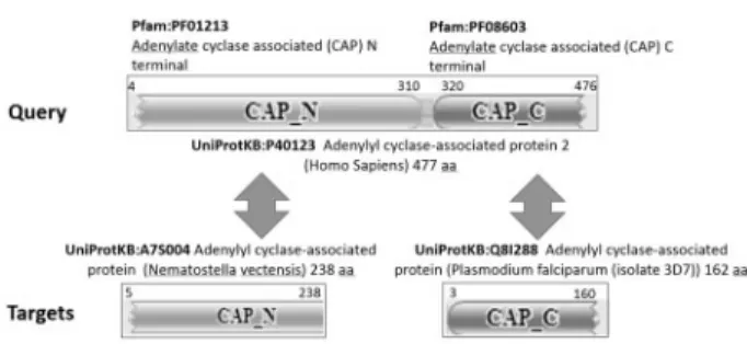 Fig. 1. The categories of UniRef clusters based on intra-cluster functional consistency