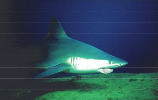 Figure  3.  A  male  Sandbar  Shark  observed  during  12-months  in  the  Boncuk  Cove  with  scarred  face (Credit: archive of Frank Diestel, Holger Lukas &amp; Peter Rauhut)