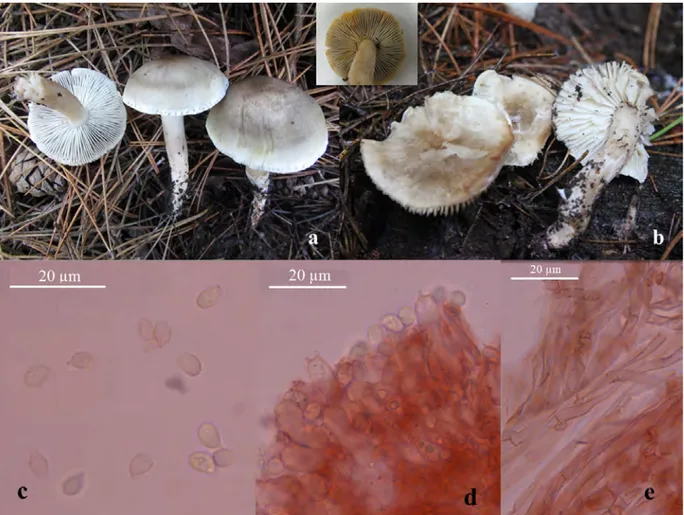 Figure 6. Tricholoma sudum: a-b. basidiocarp, c. basidiospores, d. basidia, e. pileipellis.