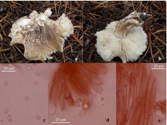 Figure 2. Tricholoma filamentosum: a-b. basidiocarp, c. basidiospores, d. basidia, e. pileipellis.