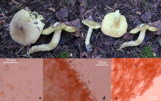 Figure 3. Tricholoma frondosae: a-b. basidiocarp, c. basidiospore, d. basidia, e. pileipellis.