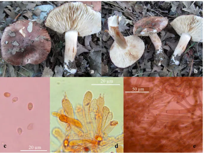 Figure 4. Tricholoma quercetorum: a-b. basidiocarp, c. basidiospores, d. basidia, e. pileipellis.